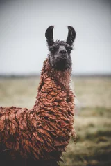 Deurstickers One single llama in Bolivia © Jeff McCollough