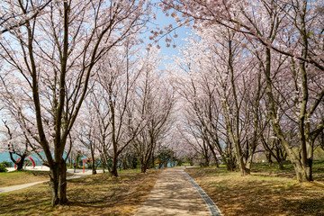 桜　粟嶋神社