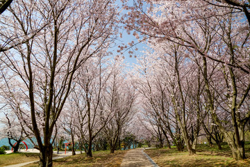 Obraz premium 桜 粟嶋神社