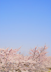 桜　空　素材