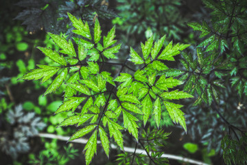 Black cohosh (Cimicifuga) in the garden. Selective focus.