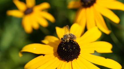 biene sitzt auf gelber Rudbeckie