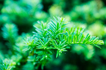 Taxus baccata (Yaw tree) bush in the garden. Selective focus. 