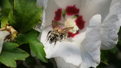 Biene nach Bestäubung von weisser Hibiskusblüte © Martin