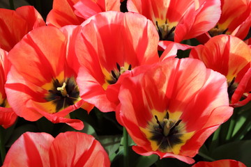 Close up red Tulips Holland