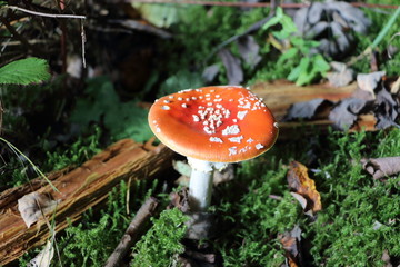red with white dots mushroom fly agaric