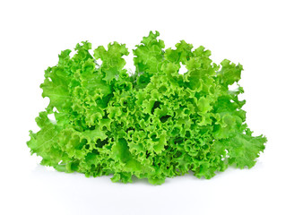 Green oak lettuce on white background.