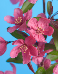 Obraz premium Pink crab apple flowers on blue sky