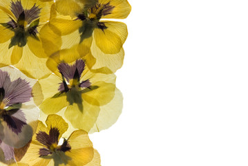 Dried and pressed Pansy flower  border on white