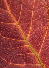 Autumn leaf detail