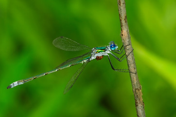 Blue Damselfly perching 