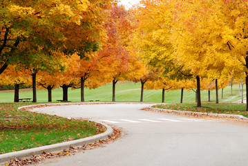 Naklejka premium winding Autumn road lined with maple trees