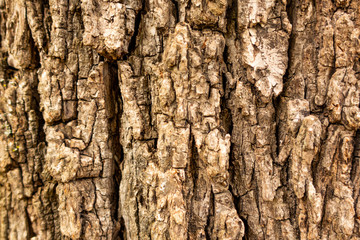 Rough, deeply furrowed Grayish brown bark of maple tree, abstract background. Close up.