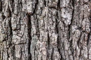 Rough, deeply furrowed Grayish brown bark of maple tree, abstract background. Close up.