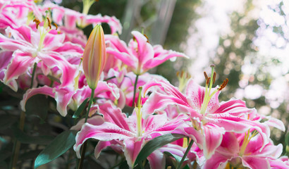 Pink lilly in the garden,Lily joop flowers,Lilium oriental joop.