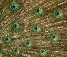 Obraz premium Peacock feathers