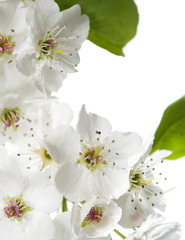 Pear blossoms isolated on white