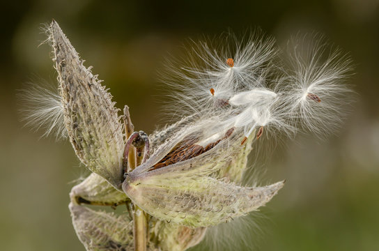 Milkweed plant with seeds blowing out