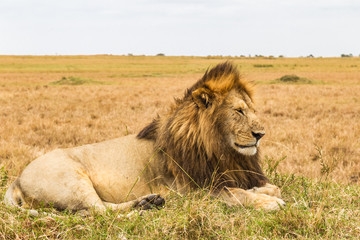 Fototapeta na wymiar The living sphinx. African lion slepping on the hill. Kenya. Africa