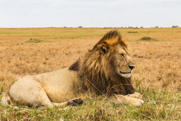 The living sphinx. African lion resting on a hill. Kenya