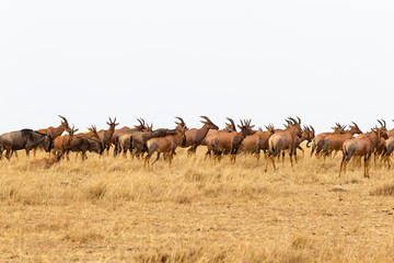 Naklejka na ściany i meble A small herd of antelope congonies in Masai Mara. Kenya, Africa