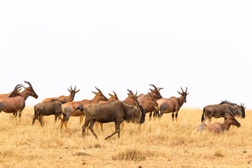 A small herd of antelope congonies. Kenya, Africa