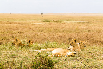A small lion pride is resting in the savannah. Kenya, Africa