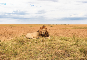 An African lion is resting on a hill.  Masai Mara, Kenya. Africa