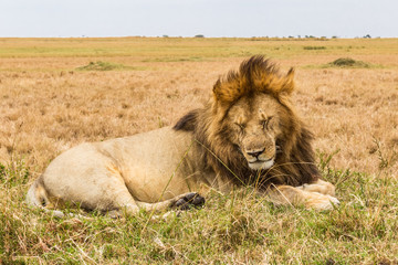 An African lion is resting on a hill. Kenya, Africa