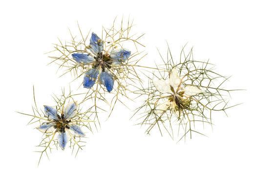 Dried Pressed Nigella Flowers