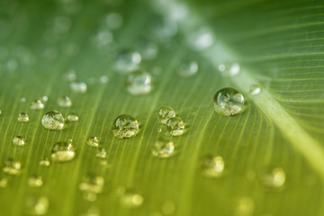 Droplet on Banana leaf