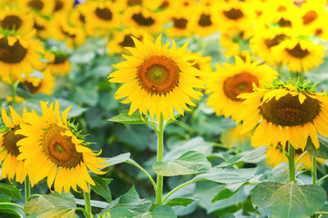 beautiful sunflower fields on morning, The Famous Attractions flower on winter