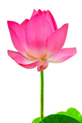 Closeup of bright pink lotus petals on a white background.