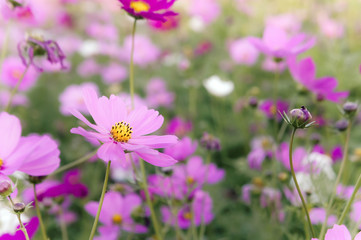 Obraz premium flowers cosmos in the field blooming on the day in the nature garden