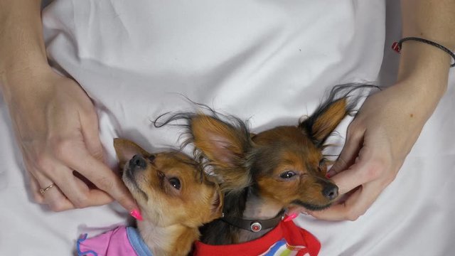Newborn puppy sleeping. Adult dogs Toy Terrier in sliders. Shooting on white background. Dogs are very funny.