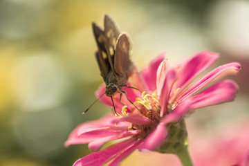 Zinnia with Brown Butterfly