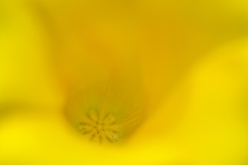 Closeup center of lucky nut flower