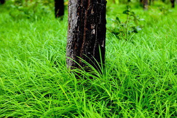 Lower and lower vines in deciduous forest.