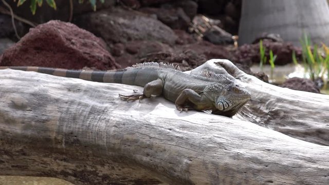 Large wild iguana in 4k