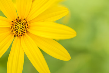Wild Sunflower