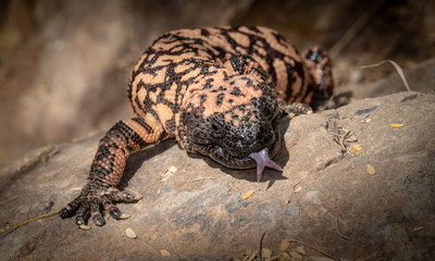 Gila monster Heloderma suspectum venomous lizard with Tongue Extended