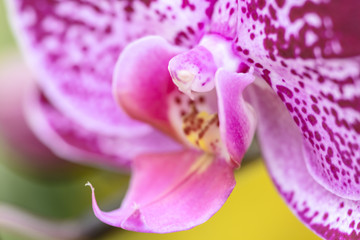Close up of Spot Fuchsia  phalaenopsis