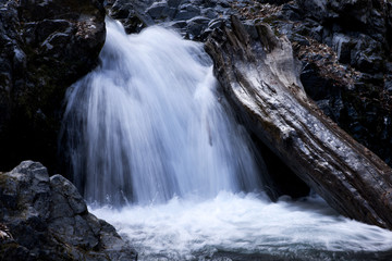 滝と倒木