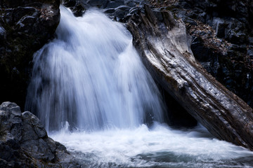 滝と倒木