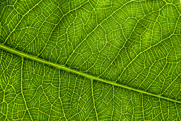 Naklejka na ściany i meble Detail of leaf