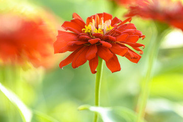red zinnia in the garden
