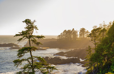 Shoreline at wild pacific trail in Ucluelet, Vancouver Island, BC - 217510387
