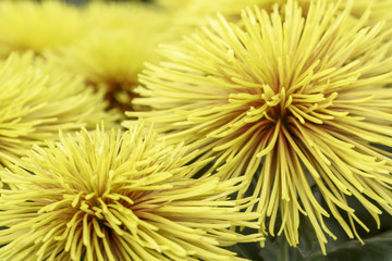 Spike Chrysanthemum Flowers