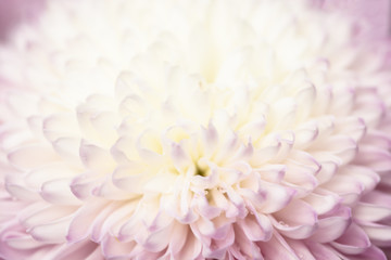 Pink Tip chrysanthemum