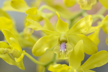 Obraz na płótnie Canvas Yellow Dendrobium Orchid